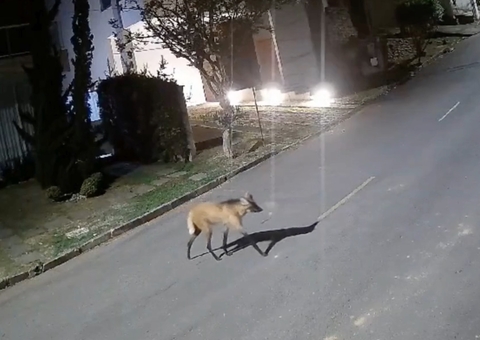 Câmera flagra lobo-guará passeando dentro de condomínio