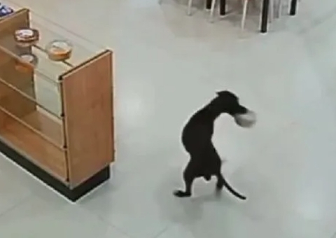 Cachorro "furta" bolo de padaria e cena viraliza nas redes sociais; vídeo