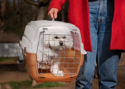 Governo anuncia novas diretrizes para transporte aéreo de pets nesta quarta