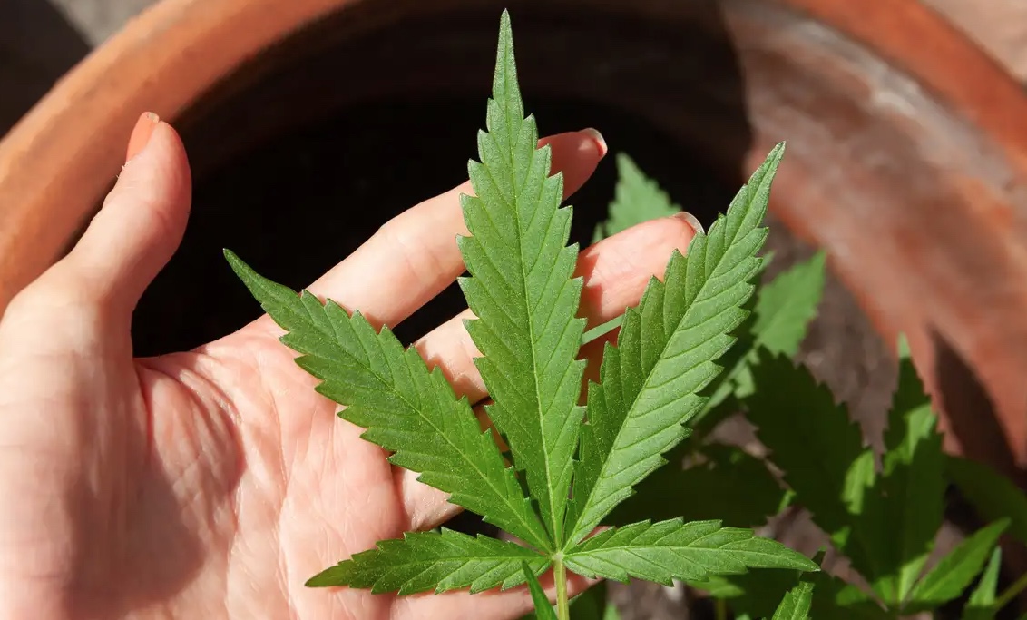 STJ autoriza importação e cultivo de sementes de Cannabis para fins medicinais