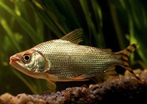 Peixes do Rio Madeira estão contaminados por mercúrio, revela estudo