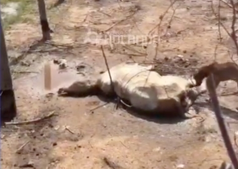 Produtor rural denuncia operação que resultou na morte de gados em Boca do Acre; vídeo