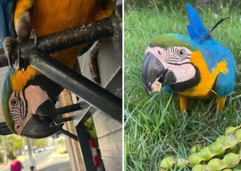 Arara ‘Pipoca’ morre após ter asas cortadas por casal