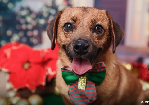 Senado aprova cadastro nacional para animais domésticos