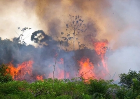 Queimadas no Amazonas caem 74% em novembro em relação a outubro