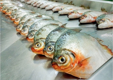 Pesquisa detecta altos níveis de mercúrio em peixes do Rio Madeira