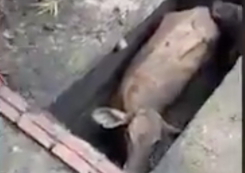 Vídeo: Vacas despencam em fossa no Amazonas