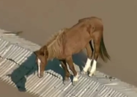 Sete meses após resgate no RS, cavalo Caramelo é adotado por universidade