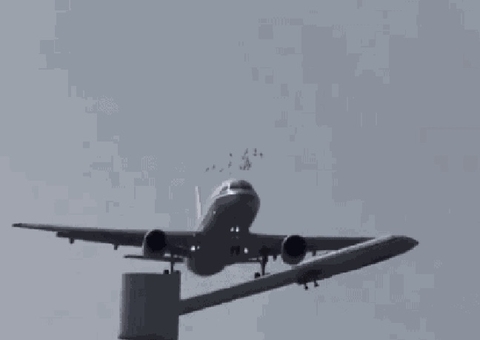 Avião da Air China sofre colisão com aves durante pouso