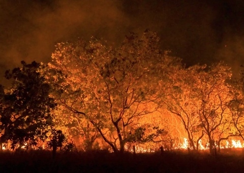 Amazônia tem diversidade empobrecida por incêndios florestais