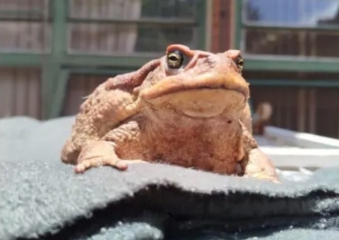 Sapo resgatado com boca colada em ritual morre após cirurgia