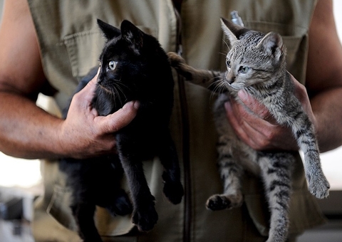 Cadastro Nacional de Animais Domésticos é aprovado e já pode ser criado