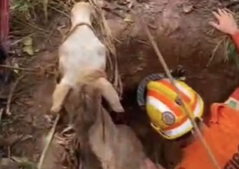 Vídeo: cavalo cai em fossa e é resgatado por bombeiros