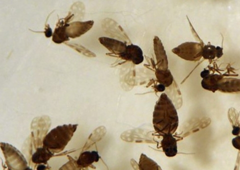 Mais de 11 mil casos de febre oropouche são registrados no Brasil