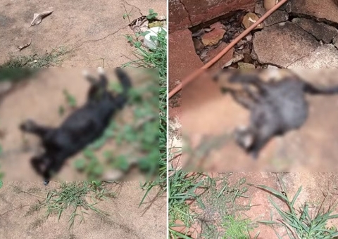 Vídeo mostra suposto envenenamento que matou mais de 20 gatos
