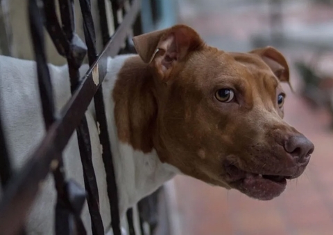 Idoso é atacado por pitbull ao tentar defender seu cachorro