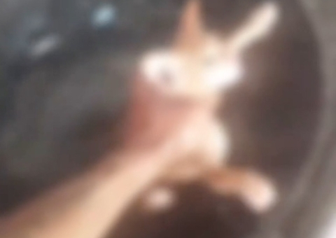 Homem é preso após publicar vídeo afogando filhote de gato; imagens fortes