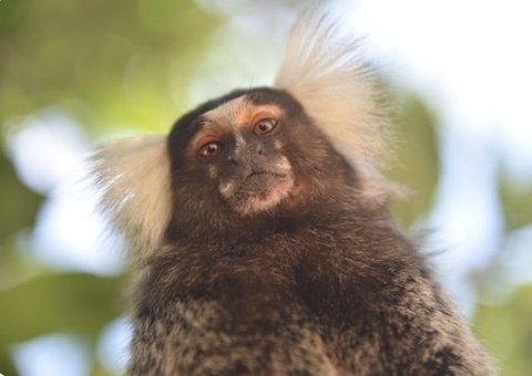 Mulher contrai raiva humana após ser mordida por macaco