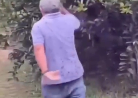 Ex-vereador morre após ser atacado por abelhas