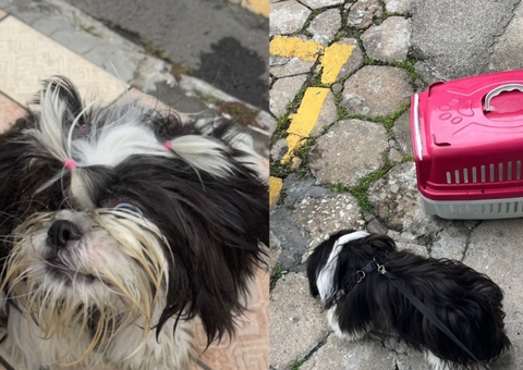Mulher é presa em flagrante após deixar cão trancado no carro por 3 horas