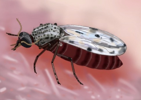 Saúde divulga primeira ilustração fiel do inseto transmissor do Oropouche