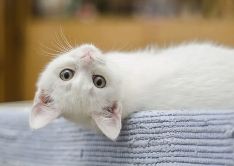 Inédito: gata processa clínica veterinária por maus-tratos