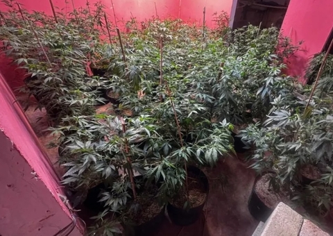 Homem é preso dentro de estufa com mais de 100 pés de maconha