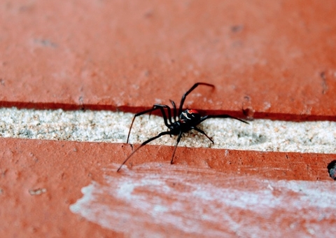 Mulher tritura aranha viúva-negra para obter efeitos psicodélicos