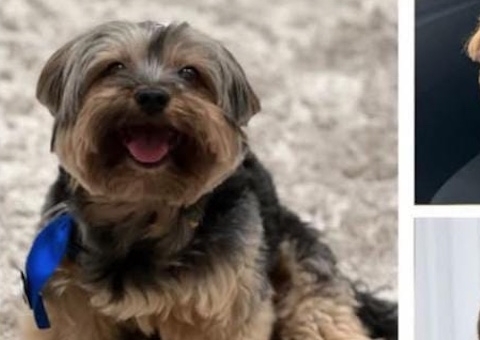 ENCONTRADO - Família oferece recompensa para encontrar yorkshire desaparecido em Manaus