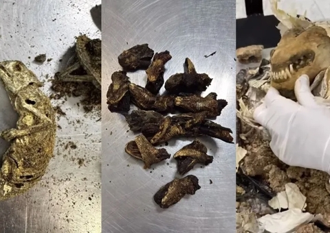 Mala com rato morto e cabeça de cobra é apreendida em aeroporto