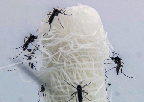 Mortes por dengue disparam em 72 horas no Brasil 