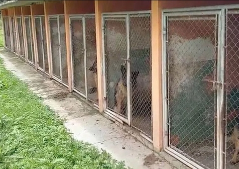 Mulher é presa por manter 120 cães confinados em gaiolas