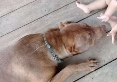 Pitbull morre ao ser baleado por PM durante briga em Pauini