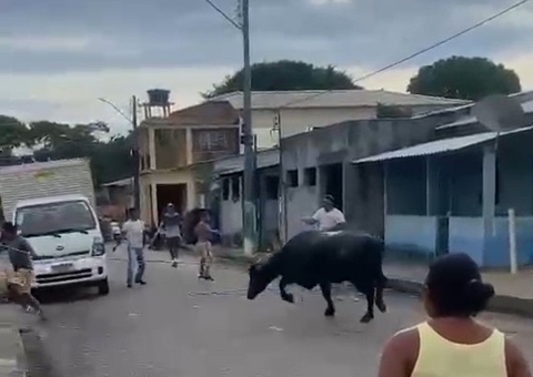 Vídeo: Búfalo foge a caminho de abatedouro e invade casa em Nhamundá