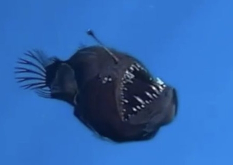 Peixe 'diabo negro', de 'Procurando Nemo', é visto pela 1ª vez à luz do dia