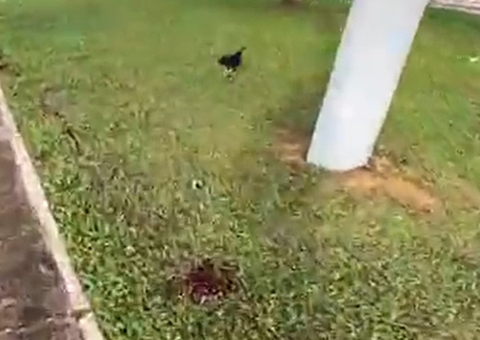 Empresário colide com poste e morre após perder parte da massa encefálica em Itacoatiara