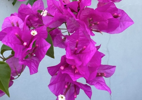 Cultivar Plantas: Benefícios para a saúde, o bem-estar e o meio ambiente