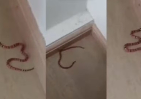 Crianças encontram cobras-corais dentro de casa