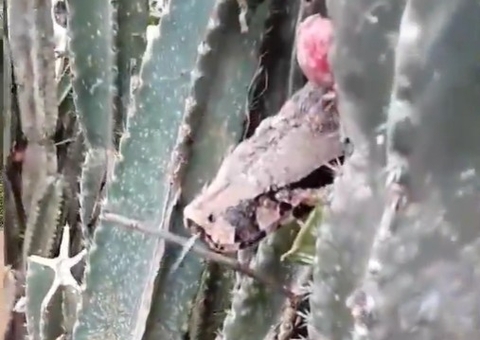 AO VIVO: Moradores encontram jiboia gigante no Tarumã