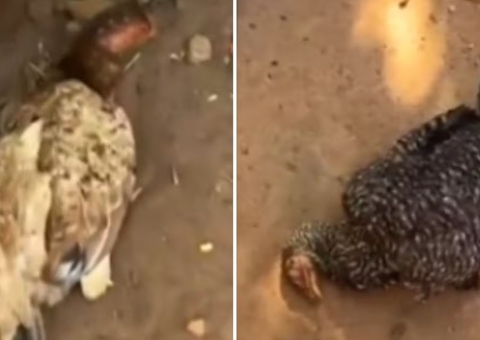 Homem alimenta galinhas com marmita que ganhou e animais morrem; polícia investiga