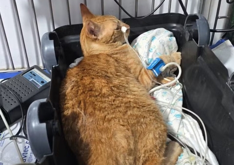 Dez gatos morrem envenenados por chumbinho no pátio de ONG