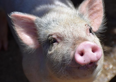 Denúncia sobre porco solto na rua leva polícia a foragido por duplo homicídio no Aleixo