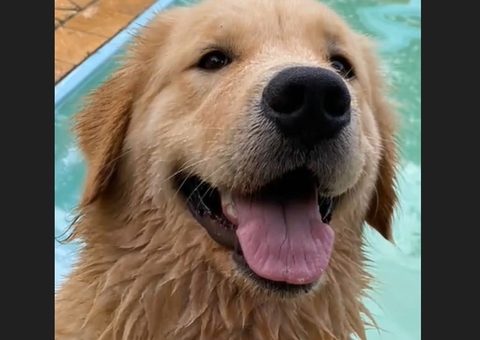 Cadela desaparecida é encontrada enterrada no quintal de adestrador