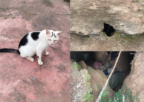 Homem que matou gatos de vizinhos e jogou corpos em fossa é preso em Autazes