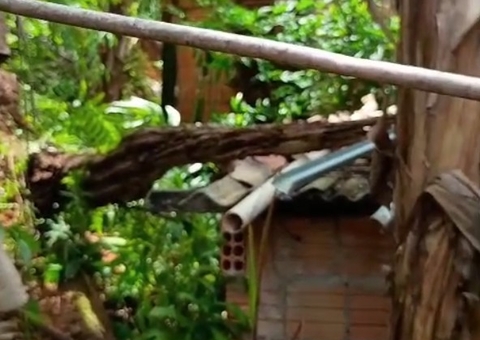 Árvore tomba sobre casa e família teme deslizamento de terra na Redenção