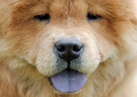 Dono de chow-chow deve indenizar doméstica atacada pelo cão, decide Justiça do Amazonas