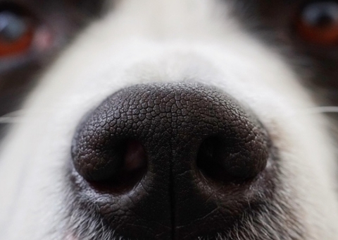 Justiça garante embarque de cão em voo após descumprimento de ordem judicial pela Latam em Manaus