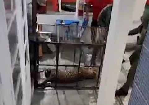 Vídeo: Onça morre após se esconder em carro dos bombeiros em Novo Airão