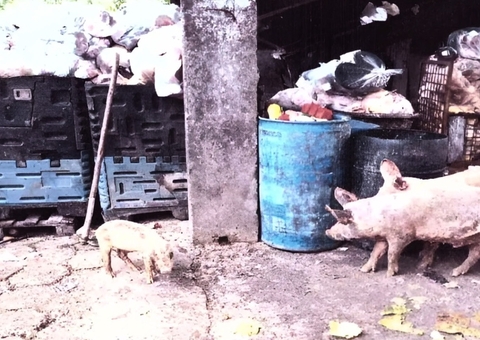 Criação de suínos em Manaus é alvo de investigação do MPAM por risco à saúde de trabalhadores