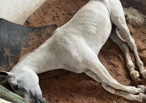 Intoxicação por feno contaminado causa morte de cavalos no Amazonas